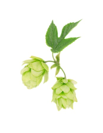 Fresh green hop branch, isolated on white background. Macro