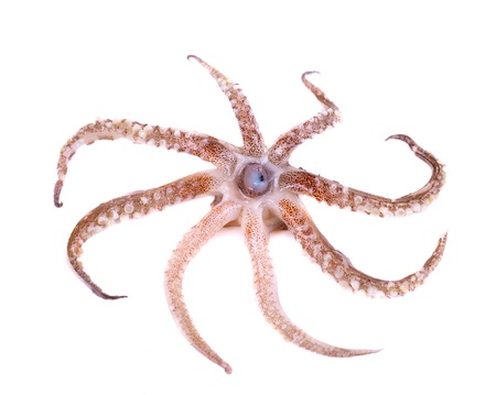 Tentacles of squid isolated on white background.の写真素材