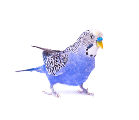 Budgerigars australian parakeets isolated on white background.
