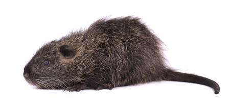 Baby nutria isolated on white background. One brown coypu (Myocastor coypus) isolatedの写真素材