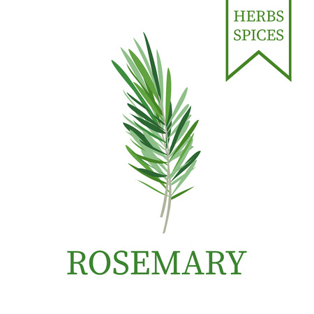 Rosemary branch, green sprig fresh rosemary. Vector illustration.のイラスト素材
