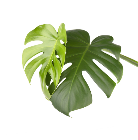 Tropical jungle monstera leaves isolated, swiss cheese plant, isolated on white backgroundの写真素材