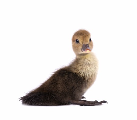 Newborn duckling isolated on white background. Duck with clipping path.の写真素材