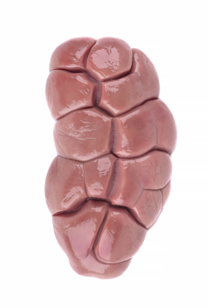 Beef kidney raw isolated on white background. Close Up. Cow kidney isolated