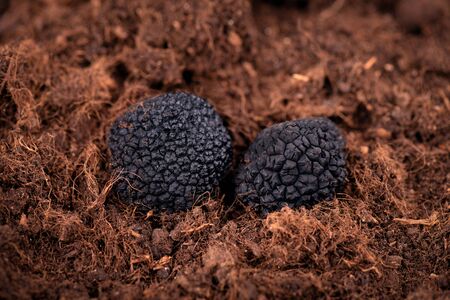 Black truffle in the ground. Truffle hunt. Mushroom cultivation. Delicacy exclusive truffle mushroom. Piquant and fragrant French delicacyの写真素材