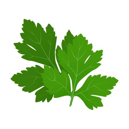 Fresh green parsley leaves on white background. Parsley isolated. Vector illustrationのイラスト素材