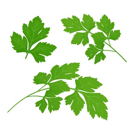 Fresh green parsley leaves on white background. Parsley isolated. Vector illustrationのイラスト素材