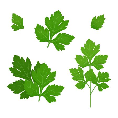Fresh green parsley leaves on white background. Parsley isolated. Vector illustrationのイラスト素材