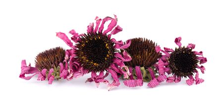 Dried Echinacea flowers, isolated on white background. Petals of Echinacea purpurea. Medicinal herbsの写真素材