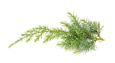 Juniper twig isolated on white background. Ornamental plants for landscape design