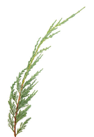 Juniper twig isolated on white background. Ornamental plants for landscape designの写真素材