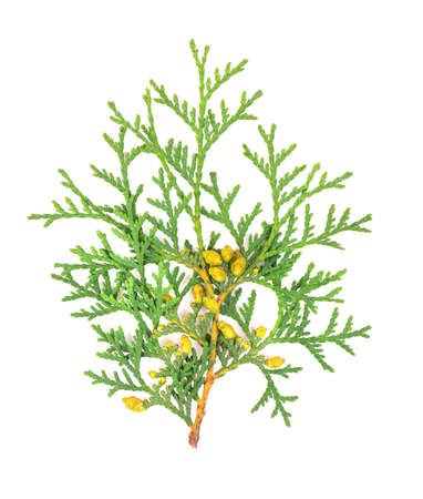 Arborvitae branch, isolated on white background. Green thuja sprig.の写真素材