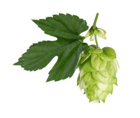 Fresh green hops branch, isolated on a white background. Hop cones with leaf. Organic Hop Flowers....