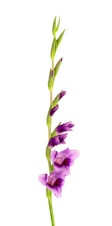 Purple gladiolus flowers isolated on white background. Beautiful summer flowers.の写真素材