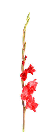 Red gladiolus flowers isolated on white background. Beautiful summer flowers.の写真素材