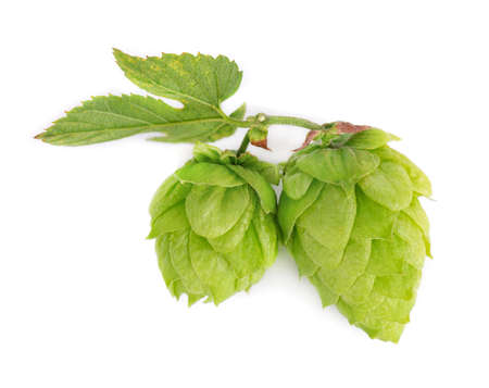 Fresh green hops branch, isolated on a white background. Hop cones with leaf. Organic hop flowers....