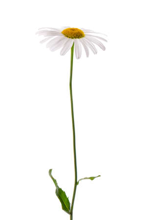 Chamomile flower isolated on white background. Medicinal herbal plant.の写真素材