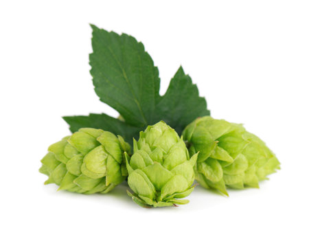 Fresh green hops branch, isolated on a white background. Hop cones with leaf. Organic Hop Flowers....