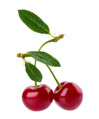 Cherry isolated on white background. Red ripe berry of sweet cherry