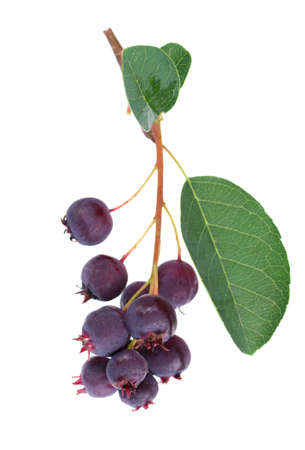 Saskatoon berries isolated on white background. Amelanchier, shadbush, juneberry, irga or sugarplum...