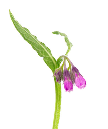 Comfrey bush with flowers, isolated on white background. Symphytum officinale plant. herbal medicine. clipping pathの写真素材