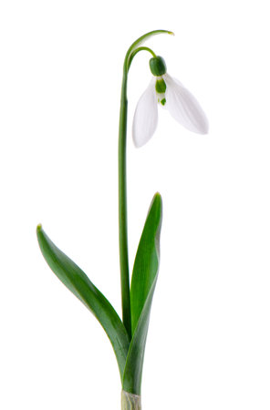 Snowdrop flowers isolated on white background. Beautiful spring flowers.の写真素材
