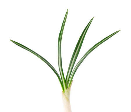 Crocus leaves isolated on white background. Clipping path.の写真素材