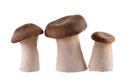 King oyster mushroom isolated on white background. Pleurotus eryngii mushroom.の写真素材