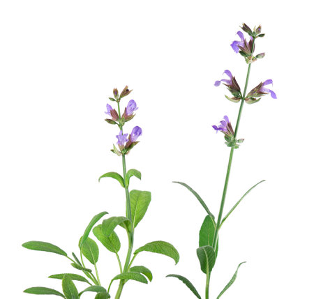 Salvia Officinalis isolated on white background. Purple pink flowers of sage. Medicinal and culinary herb.の写真素材