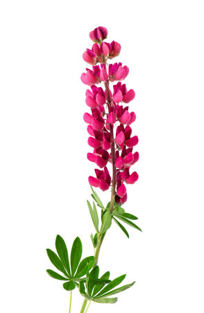 Red lupine flower isolated on white background. Bunch of colorful lupines, spring flower.の写真素材