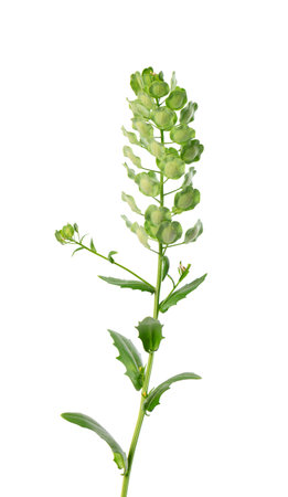 Thlaspi arvense isolated on white background. Flattened, oval seedpods of Field Pennycress. Medicinal herbの写真素材