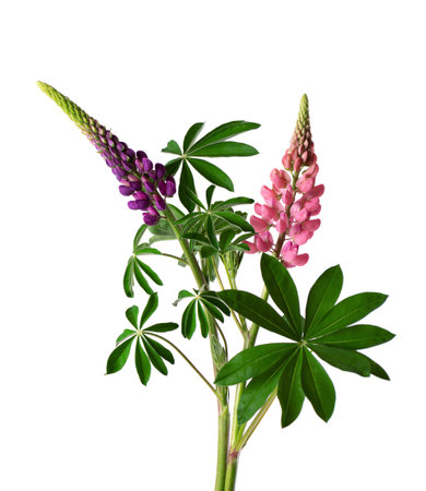 Bouquet of colorful lupine flowers, isolated on white background. Bunch of lupines, spring flower.の写真素材