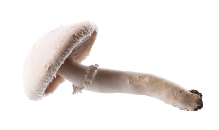 Fresh wild champignon mushrooms on white background. Agaricus Bisporus.の写真素材
