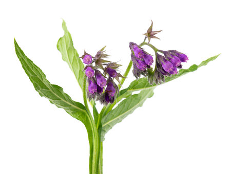 Comfrey flowers isolated on white background. Symphytum officinale plant. Comfrey bush with flowers. Herbal medicine.の写真素材