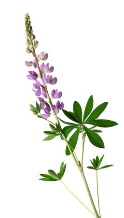 Violet lupine flower isolated on white background. Bunch of colorful lupines, spring flowerの写真素材
