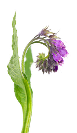 Comfrey flowers isolated on white background. Symphytum officinale plant. Comfrey bush with flowers. Herbal medicine.の写真素材