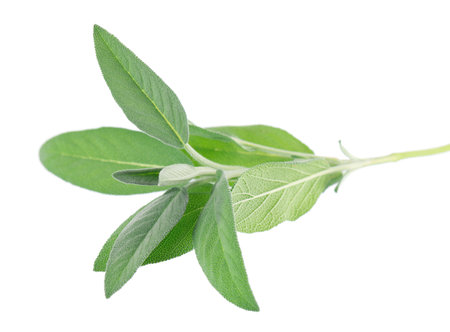 Fresh sage herb isolated on white background. Salvia Officinalis leaves. Medicinal and culinary herb.の写真素材