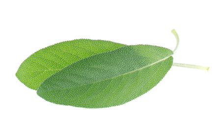 Fresh sage leaves isolated on white background. Salvia Officinalis leaves. Medicinal and culinary...
