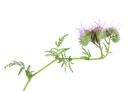 Phacelia flowers isolated on white background. Light purple flowers of Lacy phacelia or blue tansyの写真素材