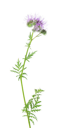 Phacelia flowers isolated on white background. Light purple flowers of Lacy phacelia or blue tansy.の写真素材