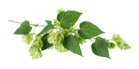 Fresh green hops branch, isolated on a white background. Hop cones with leaf. Organic Hop Flowers. Clipping path.の写真素材
