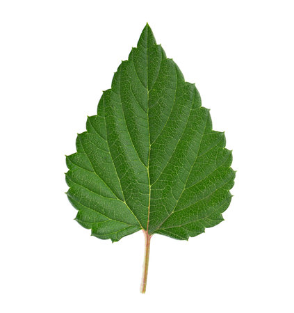 Fresh green hop leaf isolated on a white background.
