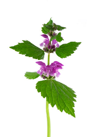 Fresh flowers of spotted dead-nettle isolated on white background. Lamium maculatum. Medicinal herb.の写真素材
