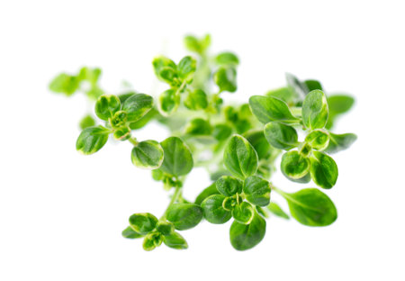 Fresh thyme sprig isolated on white background. Lemon thyme or Thymus citriodorus. Medicinal and culinary herb. Clipping path.の写真素材