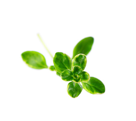 Fresh thyme sprig isolated on white background. Lemon thyme or Thymus citriodorus. Medicinal and culinary herb. Clipping path.の写真素材