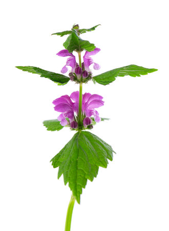 Fresh flowers of spotted dead-nettle isolated on white background. Lamium maculatum. Medicinal herb.の写真素材