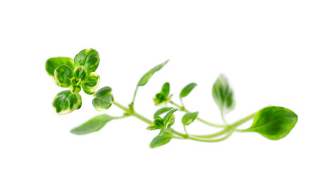 Fresh thyme sprig isolated on white background. Lemon thyme or Thymus citriodorus. Medicinal and culinary herb. Clipping pathの写真素材