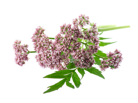 Valerian flowers isolated on white background. Valeriana officinalis. Medicinal herbsの写真素材