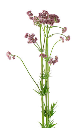 Valerian flowers isolated on white background. Valeriana officinalis. Medicinal herbs