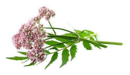 Valerian flowers isolated on white background. Valeriana officinalis. Medicinal herbsの写真素材